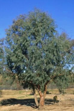 Angus Cold Hardy Eucalyptus Tree (Eucalyptus Nicholii) - 3 Gallon Pot -Plant Sale Shop Eucalyptus Angus 17 2