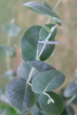Big O Cold Hardy Eucalyptus Tree (Eucalyptus Neglecta) - 5 Gallon Pot (5-6') 17 Big O Cold Hardy Eucalyptus Tree (Eucalyptus Neglecta) - 5 Gallon Pot (5-6') -Plant Sale Shop Eucalyptus Big O 3 500x750 2