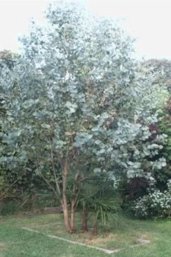 Big O Cold Hardy Eucalyptus Tree (Eucalyptus Neglecta) - 1 Gallon Pot -Plant Sale Shop Eucalyptus Big O 5 500x750 3