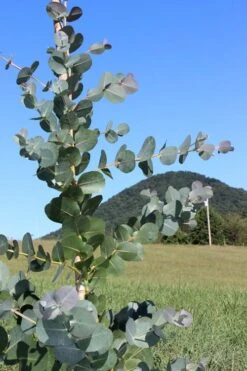Big O Cold Hardy Eucalyptus Tree (Eucalyptus Neglecta) - 5 Gallon Pot (5-6') 15 Big O Cold Hardy Eucalyptus Tree (Eucalyptus Neglecta) - 5 Gallon Pot (5-6') -Plant Sale Shop Eucalyptus Big O Cold 2 500x750 2
