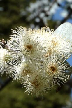 Bluey Cold Hardy Eucalyptus Tree (Eucalyptus Pulverulenta) - 2 Gallon Pot 18 Bluey Cold Hardy Eucalyptus Tree (Eucalyptus Pulverulenta) - 2 Gallon Pot -Plant Sale Shop Eucalyptus Bluey 6 2
