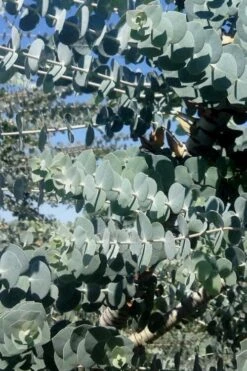 Bluey Cold Hardy Eucalyptus Tree (Eucalyptus Pulverulenta) - 1 Gallon Pot -Plant Sale Shop Eucalyptus Bluey 8 1