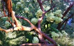 Funky Monkey Cold Hardy Eucalyptus Tree (Eucalyptus Parvula) - 2 Gallon Pot -Plant Sale Shop Eucalyptus Funky Monkey Branches 2