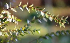 Funky Monkey Cold Hardy Eucalyptus Tree (Eucalyptus Parvula) - 2 Gallon Pot -Plant Sale Shop Eucalyptus Funky Monkey Leaves 2