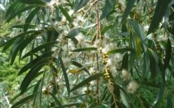 Funky Monkey Cold Hardy Eucalyptus Tree (Eucalyptus Parvula) - 5 Gallon Pot -Plant Sale Shop Eucalyptus Funky Monkey Leaves Mature 3