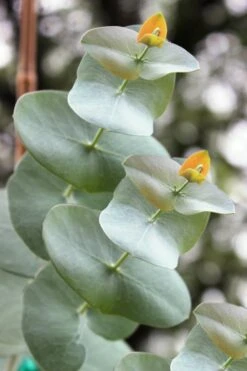 Luna Cold Hardy Eucalyptus Tree (Eucalyptus Perriniana) - 2 Gallon Pot -Plant Sale Shop Eucalyptus Luna 1 2