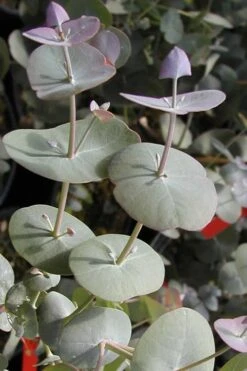 Luna Cold Hardy Eucalyptus Tree (Eucalyptus Perriniana) - Quart Pot -Plant Sale Shop Eucalyptus Luna 13 1