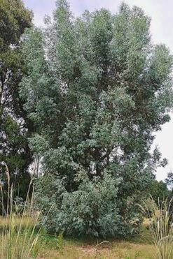 Luna Cold Hardy Eucalyptus Tree (Eucalyptus Perriniana) - 1 Gallon Pot -Plant Sale Shop Eucalyptus Luna 5