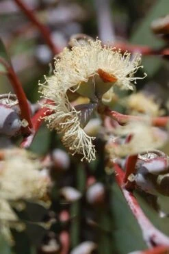 Luna Cold Hardy Eucalyptus Tree (Eucalyptus Perriniana) - 2 Gallon Pot -Plant Sale Shop Eucalyptus Luna 6 2