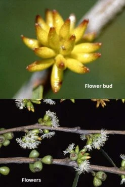 Skinny Minny Hardy Eucalyptus Tree (Eucalyptus Moorei) - Quart Pot -Plant Sale Shop Eucalyptus Skinny Minny 1