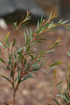 Skinny Minny Hardy Eucalyptus Tree (Eucalyptus Moorei) - Quart Pot -Plant Sale Shop Eucalyptus Skinny Minny 2