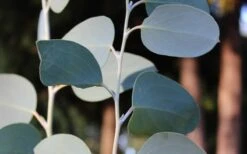 Mappa Tassie Cold Hardy Eucalyptus Tree (Eucalyptus Pauciflora) - Quart Pot -Plant Sale Shop Eucalyptus Tree Mappa Tassie Pauciflora Snow Gum 1