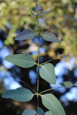 Grace Cold Hardy Eucalyptus Tree (Eucalyptus Elliptica) - 3 Quart Pot -Plant Sale Shop Eucalytptus Grace BS 1