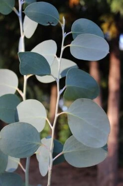Mappa Tassie Cold Hardy Eucalyptus Tree (Eucalyptus Pauciflora) - Quart Pot -Plant Sale Shop Eucalytptus Mappa Tassie BS 1
