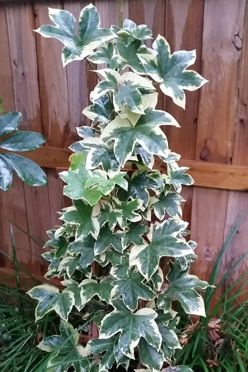 Angyo Star Fatshedera - 3 Gallon Pot 6 Angyo Star Fatshedera - 3 Gallon Pot - Image 4