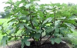 Chicago Cold Hardy Fig Tree - 3 Gallon Pot -Plant Sale Shop Fig Chicago Cold Hardy 1