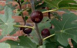 Chicago Cold Hardy Fig Tree - 3 Gallon Pot -Plant Sale Shop Fig Chicago Cold Hardy