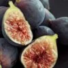 Chicago Cold Hardy Fig Tree - 3 Gallon Pot -Plant Sale Shop Fig Chicago Cold Hardy Rev 2 500x750 1