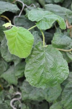 Harry Lauder's Walking Stick - Corylus Avellana 'Contorta' - 5 Gallon Pot 16 Harry Lauder's Walking Stick - Corylus Avellana 'Contorta' - 5 Gallon Pot -Plant Sale Shop Harry Lauder Walking Stick 12