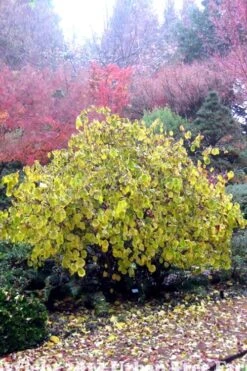 Harry Lauder's Walking Stick - Corylus Avellana 'Contorta' - 5 Gallon Pot 17 Harry Lauder's Walking Stick - Corylus Avellana 'Contorta' - 5 Gallon Pot -Plant Sale Shop Harry Lauder Walking Stick 15