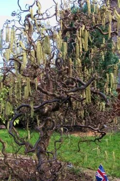 Harry Lauder's Walking Stick - Corylus Avellana 'Contorta' - 5 Gallon Pot 15 Harry Lauder's Walking Stick - Corylus Avellana 'Contorta' - 5 Gallon Pot -Plant Sale Shop Harry Lauder Walking Stick 16