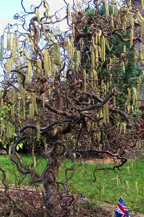 Harry Lauder's Walking Stick - Corylus Avellana 'Contorta' - 5 Gallon Pot 7 Harry Lauder's Walking Stick - Corylus Avellana 'Contorta' - 5 Gallon Pot - Image 5