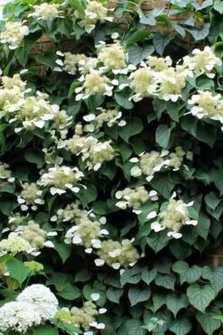 Moonlight Climbing Hydrangea - 1 Gallon Pot -Plant Sale Shop Hydrangea Climbing Moonlight 3