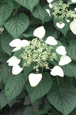 Moonlight Climbing Hydrangea - 1 Gallon Pot -Plant Sale Shop Hydrangea Climbing Moonlight 5