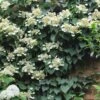 Moonlight Climbing Hydrangea - 1 Gallon Pot