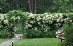 Moonlight Climbing Hydrangea - 1 Gallon Pot -Plant Sale Shop Hydrangea Climbing Petiolaris 16