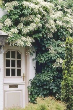 Moonlight Climbing Hydrangea - 1 Gallon Pot -Plant Sale Shop Hydrangea Climbing Petiolaris 17