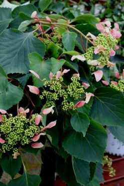 Rose Sensation Pink Climbing Hydrangea Vine - 1 Gallon Pot -Plant Sale Shop Hydrangea Climbing Rose Sensation 2