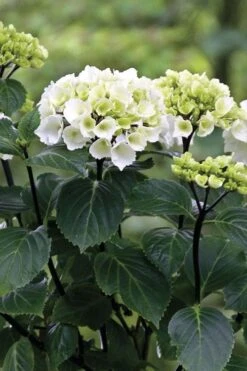 Zebra Hydrangea - 3 Gallon Pot -Plant Sale Shop Hydrangrea Zebra 11