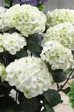 Zebra Hydrangea - 3 Gallon Pot -Plant Sale Shop Hydrangrea Zebra 12 1
