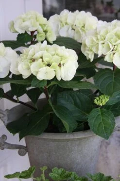 Zebra Hydrangea - 1 Gallon Pot -Plant Sale Shop Hydrangrea Zebra 14