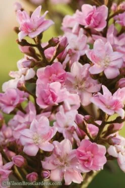 Rosalinda Indian Hawthorn Single Trunk Tree - 7 Gallon Pot (6-7') -Plant Sale Shop Indian Hawthorne Rosalinda 6