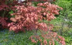 Amber Ghost Japanese Maple - 3 Gallon Pot 10 Amber Ghost Japanese Maple - 3 Gallon Pot -Plant Sale Shop Japanese Maple Amber Ghost 6