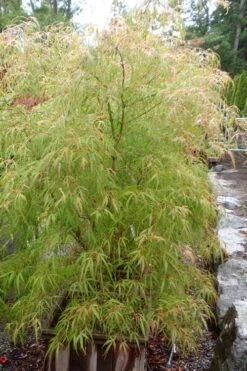 Aoyagi Gawa Strapleaf Japanese Maple - 1 Gallon Pot 9 Aoyagi Gawa Strapleaf Japanese Maple - 1 Gallon Pot -Plant Sale Shop Japanese Maple Aoyagi Gawa 1