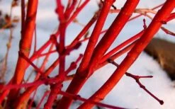 Little Sango' Dwarf Coral Bark Japanese Maple - 5 Gallon Pot -Plant Sale Shop Japanese Maple Fjellheim 2