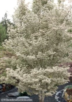 Ukigumo Floating Cloud Ghost Japanese Maple - 7 Gallon Pot -Plant Sale Shop Japanese Maple Okigumo 15