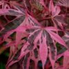 Shirazz Japanese Maple - 5 Gallon Pot (2-3') -Plant Sale Shop Japanese Maple Shirazz 12
