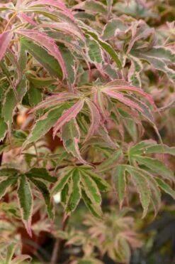 Shirazz Japanese Maple - 5 Gallon Pot (2-3') -Plant Sale Shop Japanese Maple Shirazz 13