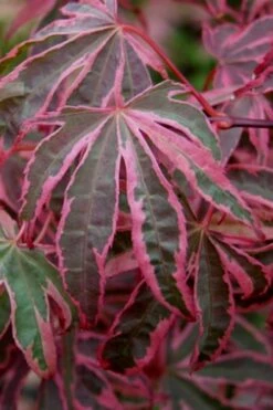 Shirazz Japanese Maple - 5 Gallon Pot (2-3') -Plant Sale Shop Japanese Maple Shirazz 6