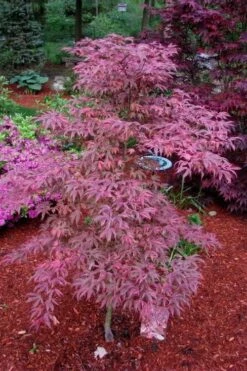 Shirazz Japanese Maple - 5 Gallon Pot (2-3') -Plant Sale Shop Japanese Maple Shirazz 7