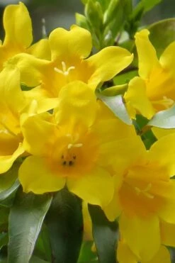 Plant Sale Shop 15 Duet Yellow Jasmine (Jessamine) - 2 Gallon Pot