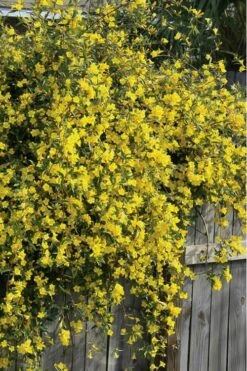 Duet Yellow Jasmine (Jessamine) - 2 Gallon Pot 11 Duet Yellow Jasmine (Jessamine) - 2 Gallon Pot -Plant Sale Shop Jasmine Duet 8