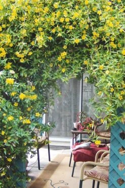 Duet Yellow Jasmine (Jessamine) - 2 Gallon Pot 12 Duet Yellow Jasmine (Jessamine) - 2 Gallon Pot -Plant Sale Shop Jasmine Duet 9