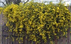 Duet Yellow Jasmine (Jessamine) - 2 Gallon Pot 14 Duet Yellow Jasmine (Jessamine) - 2 Gallon Pot -Plant Sale Shop Jasmine Duet On Fence