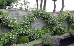 Madison Confederate Jasmine - 6 Pack Of 1 Gallon Pots -Plant Sale Shop Jasmine Madison 12