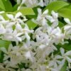 Madison Confederate Jasmine - 6 Pack Of 1 Gallon Pots -Plant Sale Shop Jasmine Madison Rev 500x750 1